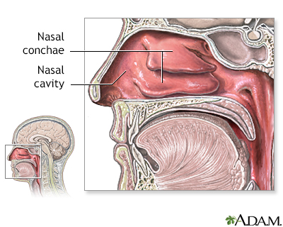 inside the human nose