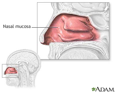 Nasal mucosa - Illustration Thumbnail
                      