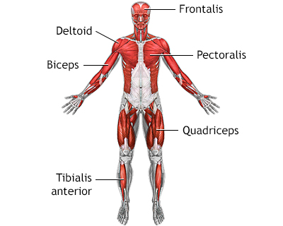 Superficial anterior muscles - Illustration Thumbnail
                      