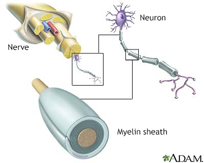 Myelin and nerve structure - Illustration Thumbnail
              