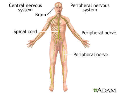 human nervous system for kids