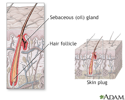 Hair follicle anatomy - Illustration Thumbnail
              