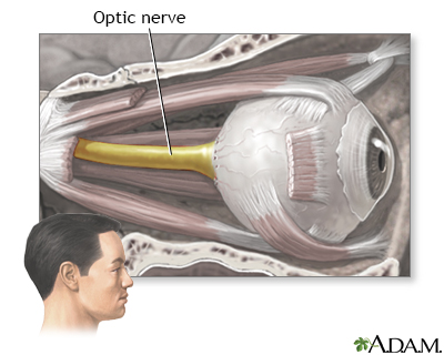 Optic nerve - Illustration Thumbnail              