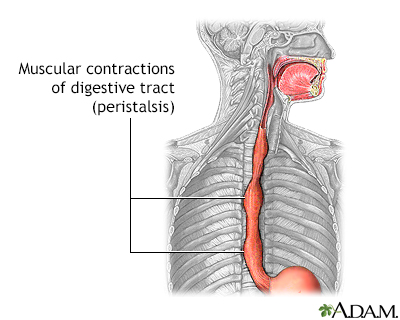 Peristalsis - Illustration Thumbnail
              