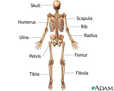 Skeleton (posterior view) - Illustration Thumbnail              