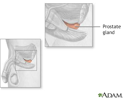 Prostate gland - Illustration Thumbnail
              