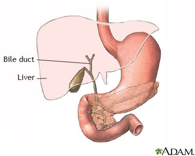 Gallbladder anatomy