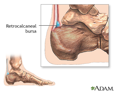 Bone at back hot sale of ankle