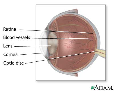 Internal eye anatomy - Illustration Thumbnail
              