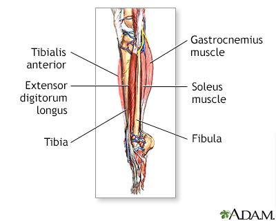 Lower leg muscles - Illustration Thumbnail
              