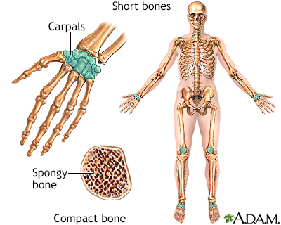 Short bones - Illustration Thumbnail
              