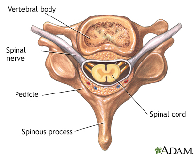 Vertebra and spinal nerves - Illustration Thumbnail
                      