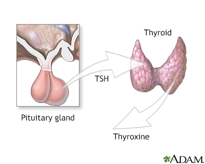 Pituitary and TSH - Illustration Thumbnail
              