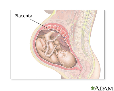 Placenta