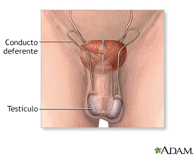 Anatomía reproductora masculina - Miniatura de ilustración
              