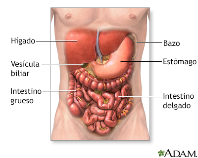 Exploración quirúrgica del abdomen - serie - Miniatura de presentación
              