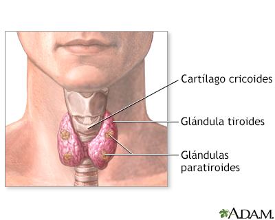 Paratiroidectomía - anatomía normal - Miniatura de presentación
              