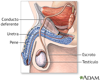 Vasectomía - serie - Anatomía normal
