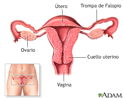 Píldoras anticonceptivas - Serie - Anatomía normal - Miniatura de presentación
              
