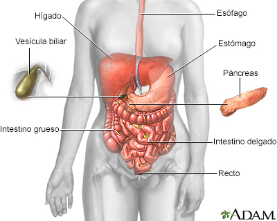 diagrama de órganos de cuadrantes abdominales