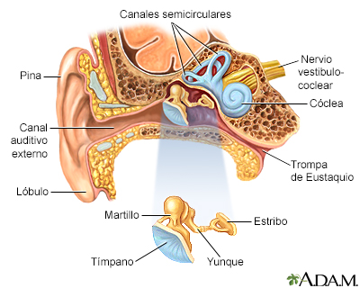 Anatomía del oído - Miniatura de ilustración
              