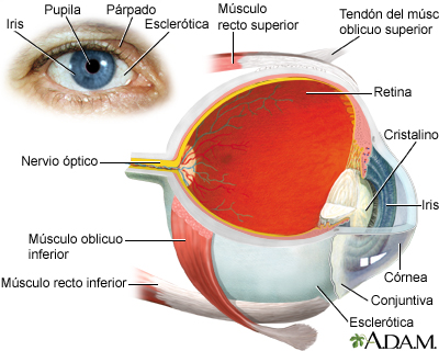 El ojo - Miniatura de ilustración
              