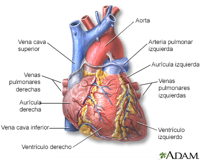 Vista anterior del corazón - Miniatura de ilustración
              