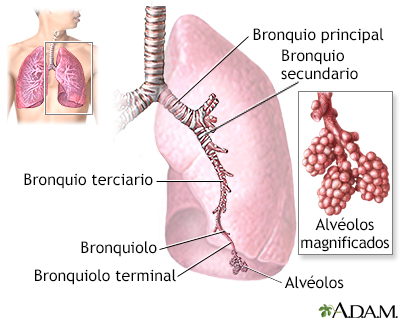 Los pulmones - Miniatura de ilustración
              