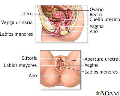 Anatomía reproductora femenina - Miniatura de ilustración
              