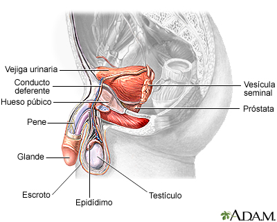 Anatomía reproductora masculina - Miniatura de ilustración
              