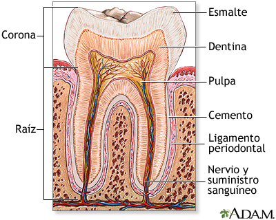 Anatomía del diente