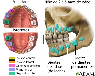 Desarrollo de los dientes de leche - Miniatura de ilustración
              