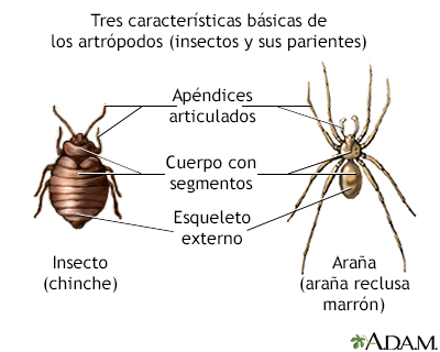 Características básicas de los artrópodos