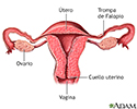 Corte transversal de anatomía uterina normal