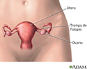 Anatomía reproductora femenina