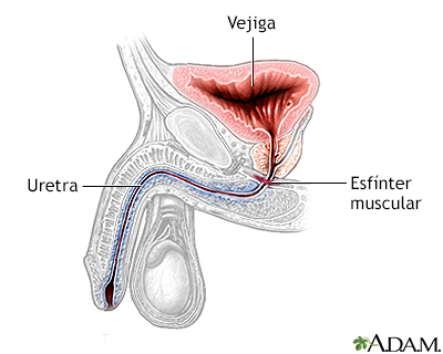 Esfínter urinario artificial - serie - Anatomía normal