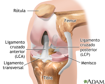 Artroscopia de rodilla - serie - Anatomía normal - Miniatura de presentación
              