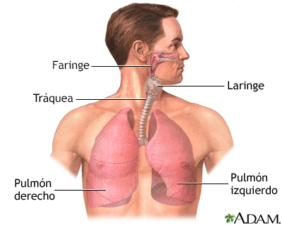 Trasplante de pulmón - serie - Miniatura de presentación
              