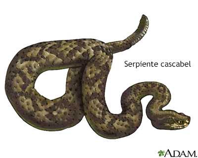 Serpientes venenosas - Serie - Miniatura de presentación
              