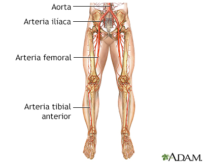 Cirugía de derivación arterial periférica - serie - Anatomía normal
