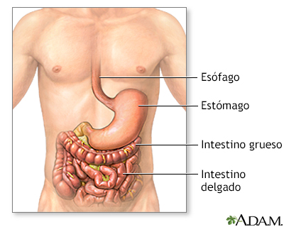 Enfermedad inflamatoria intestinal - serie - Miniatura de presentación
              