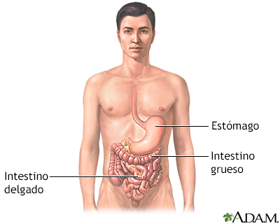 Anatomía gastrointestinal - Miniatura de ilustración
              