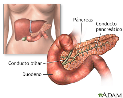 El páncreas - Miniatura de ilustración
              