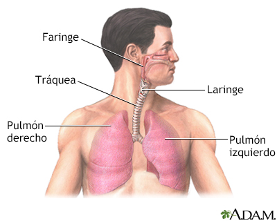 Anatomía normal del pulmón - Miniatura de ilustración
              