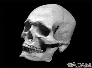 Cráneo de un adulto