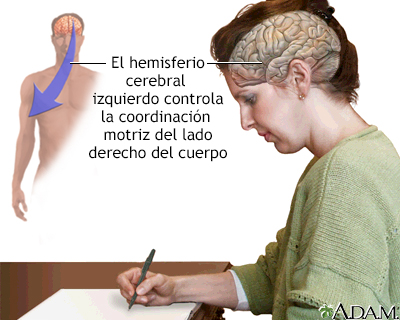 Función del hemisferio cerebral izquierdo - Miniatura de ilustración
              
