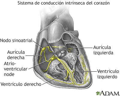 Sistema de conducción cardíaca - Miniatura de ilustración
              