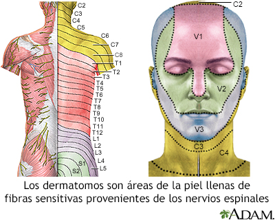 Dermatoma en el adulto - Miniatura de ilustración
              