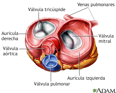 Vista superior - válvulas cardíacas