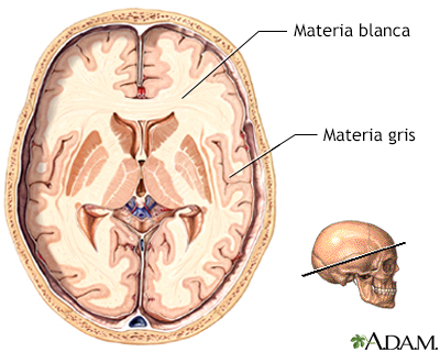 Materia gris y blanca del cerebro - Miniatura de ilustración
              